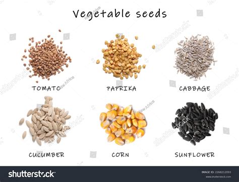 Set Vegetable Seeds Names On White Stock Photo 2268212093 | Shutterstock