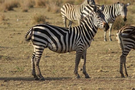 Herd of zebras stock photo. Image of savanna, herd, wild - 85789950