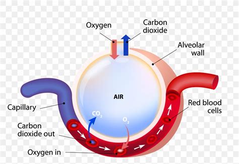 Pulmonary Alveoli Diagram