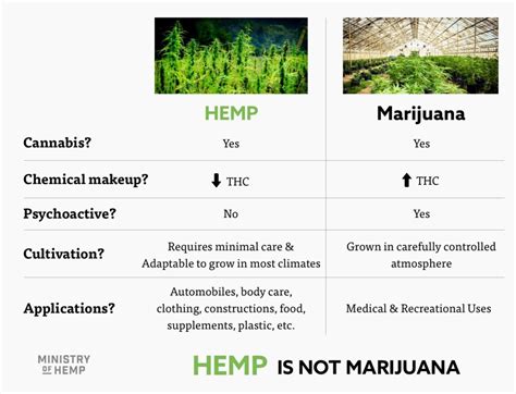 Marijuana Vs Hemp: CBD, Oil, Leaves, Differences in Appearance