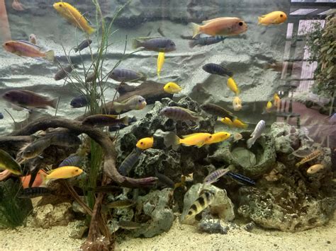 Lake Malawi Cichlids - ZooChat