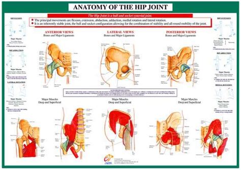 Die besten 25+ Hip joint anatomy Ideen auf Pinterest | Kniegelenk ...