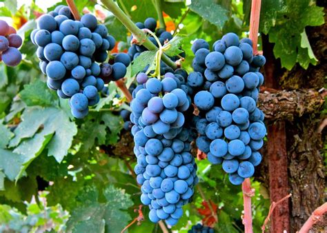 Types of Wine Grapes: A Dive into 20 Popular Varieties