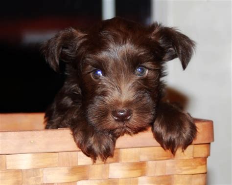 Miniature Schnauzer Info, Temperament, Puppies, Pictures