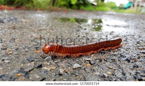 229 Millipede Reproduction Images, Stock Photos, 3D objects, & Vectors ...