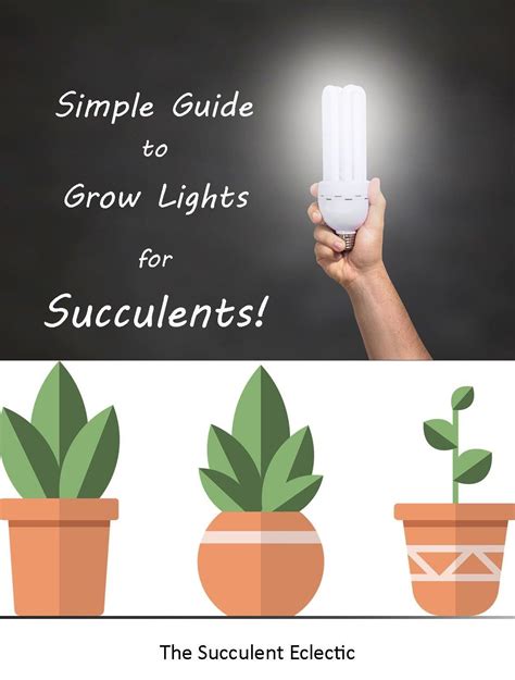 Grow lights for succulents – Artofit