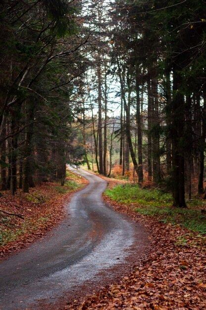 Premium Photo | Beautiful autumn landscape. forest road