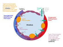 Pulmonary alveolus - Wikipedia