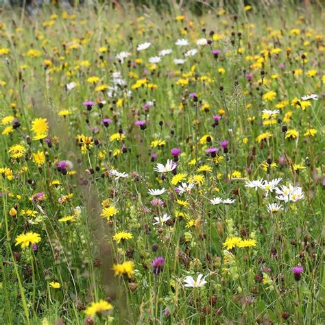 Somerset Meadow Seed Mix - Neutral Soils | Grass species, Meadow, Buy seeds