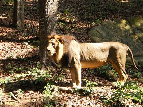 File:Lion-in-thiruvanathapuram-zoo-natural-habitat.JPG - Wikimedia Commons