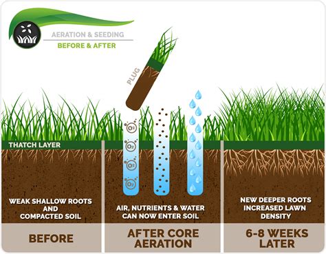 How To Aerate Lawn - PlantingTree