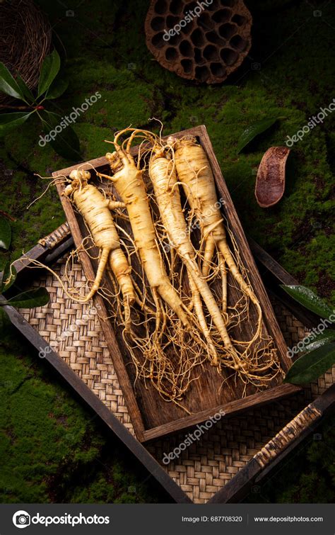 Fresh Ginseng Root Amazing Health Benefits Ginseng You Need Know Stock ...