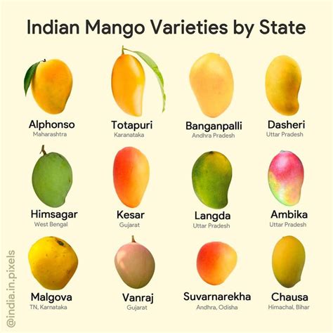 Indian mango varieties by states. : Infographics