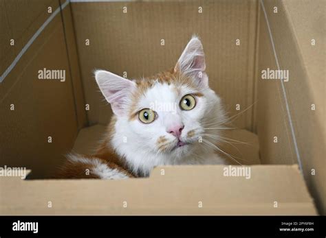 Cute Cat looks anxiously out of Cardboard Box Stock Photo - Alamy