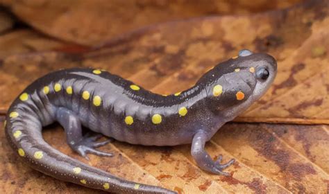 Spotted Salamander | YMCA of Greater Brandywine