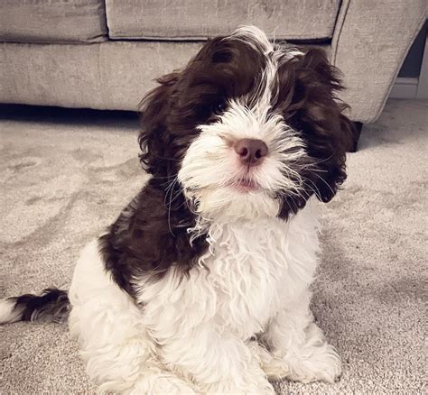 Shih Poo: Shih Tzu & Poodle Mix - 14 Things To Know