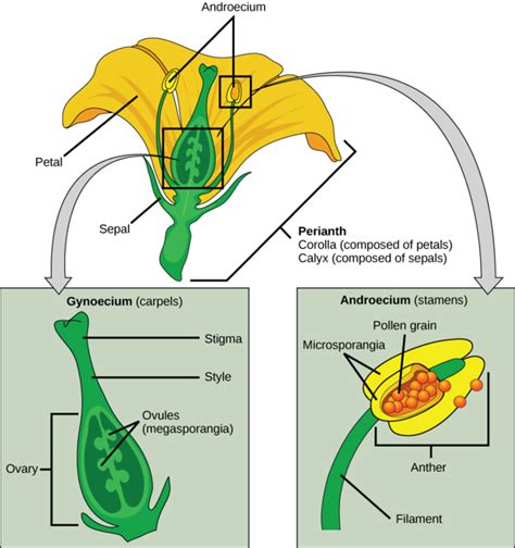 Plant Reproduction Diagram