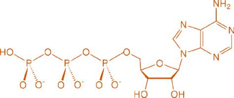 Structure of an ATP molecule | Download Scientific Diagram