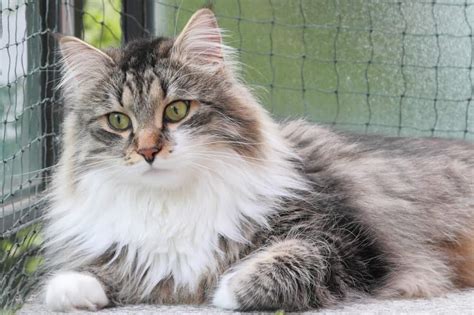 The Siberian Cat Personality 101: Best Facts Revealed!