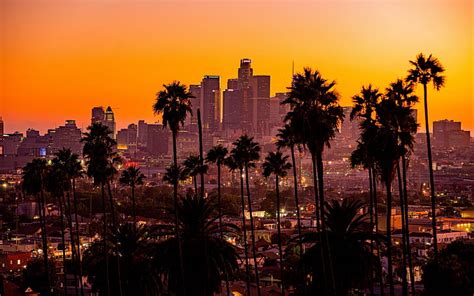 HD wallpaper: palm tree, city, the city, USA, Los Angeles, California ...