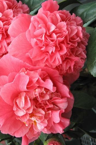 Buy The Best Cold Hardy Camellia Plants That Will Grow In USDA Zone 6 ...