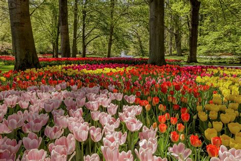 Take a Virtual Tour of the Legendary Keukenhof Tulip Gardens - Petal ...