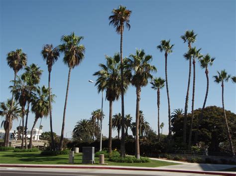 Free photo: California Palm Trees - California, Palm, Trees - Free ...