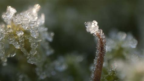 Morning frost Macro Photography | Craig Richards Cine .South Wales,UK