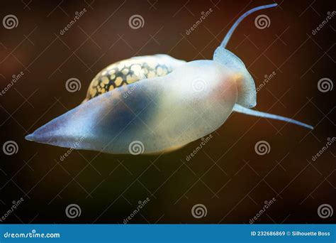 Physidae Snail, Bladder Snails, Family Of Air Breathing Freshwater ...