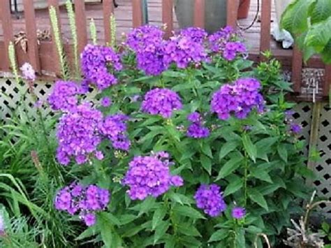 Purple Phlox Flowers