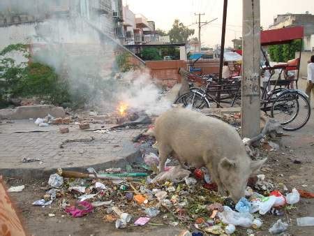 When Pig Fart in Bendigo, Victoria, Australia | Silly Times