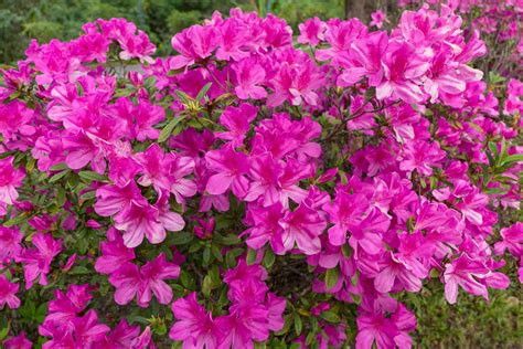 Chris Lee's Must-Have Small Flowering Shrubs For Easy Gardening ...