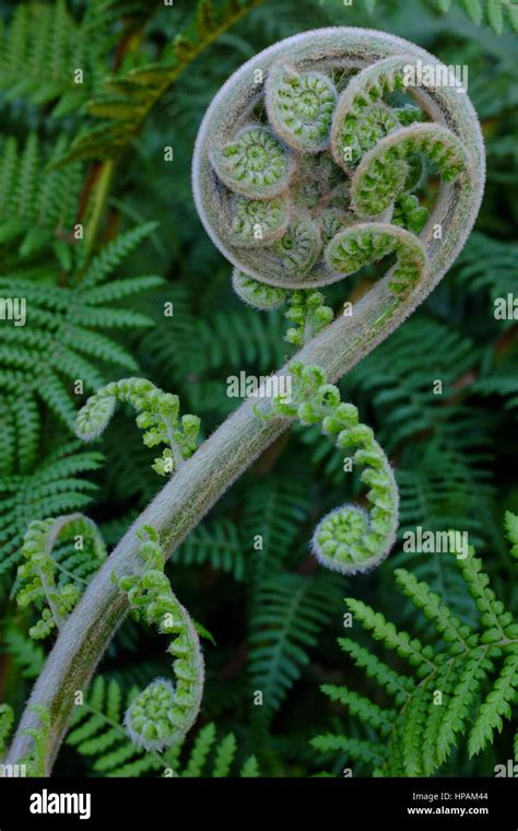 Spiral fern frond Stock Photo - Alamy