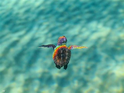 Baby Sea Turtle Wallpapers - Wallpaper Cave