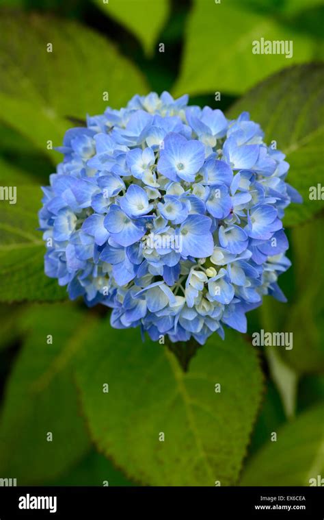 hydrangea macrophylla bailmer blue flowers inflorescence perennial ...