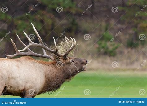 Bull Elk Bugling stock image. Image of outdoors, mammal - 64413923