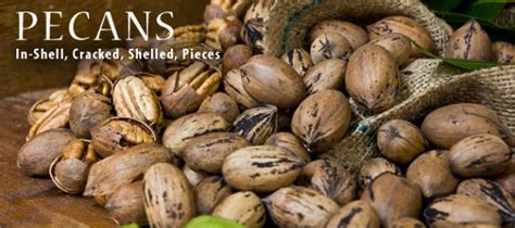 Pecan Harvest | Bagley Pecans | Fresh Pecans