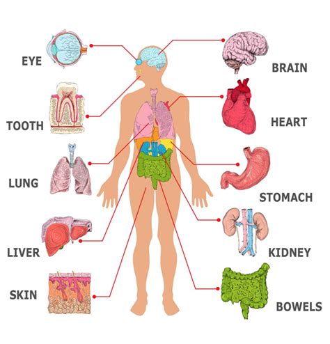 Pin en Body KS1 + KS2 teaching and learning resources