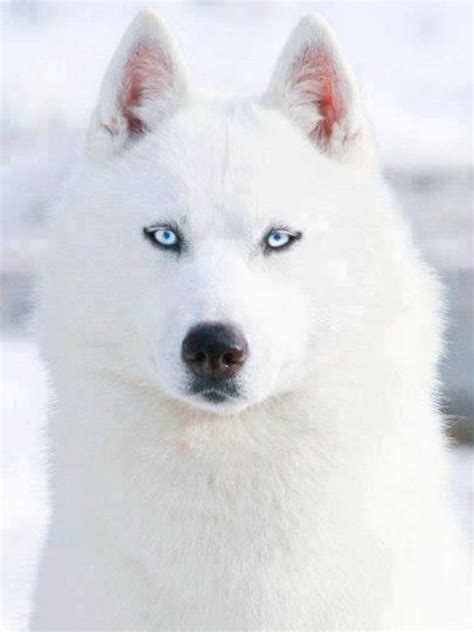 All White Siberian Husky With Blue Eyes | Pets and Dogs