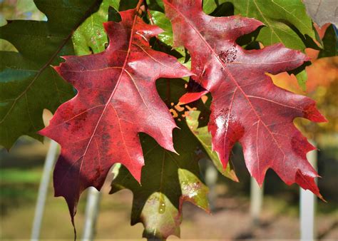 Northern Red Oak Fall Leaves - Next Generation Landscape Nursery