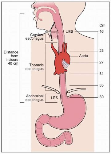 Esophagus Layers Diagram