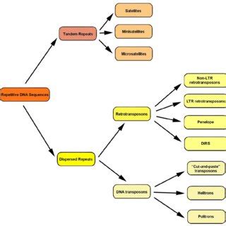 Rodentia suborders. Classification according to data from Tree of Life ...