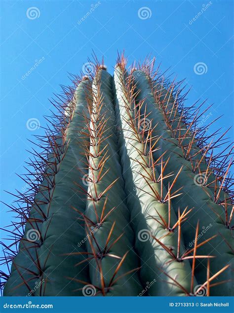 Tall cactus plant stock image. Image of thorns, plant - 2713313