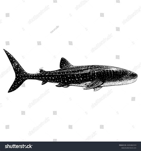 Whale Shark Hand Drawing Vector Isolated Stock Vector (Royalty Free ...