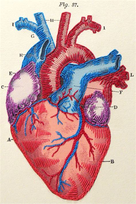 Heart Anatomy Journal | Human heart drawing, Anatomical heart art ...