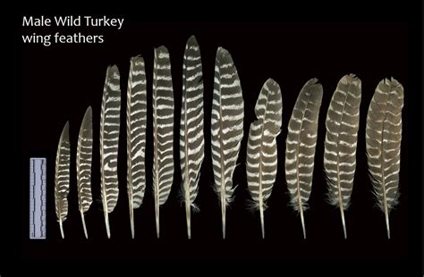 Turkey Feathers As Thanksgiving Decorations - Wing & Tail Feathers