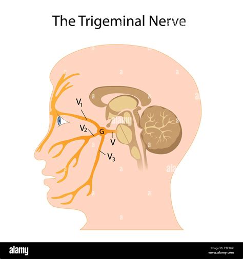 Trigeminal Nerve Anatomy