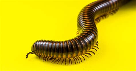 Millipede Larvae