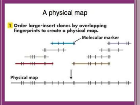 Construction of human gene map through map integration- from genetic