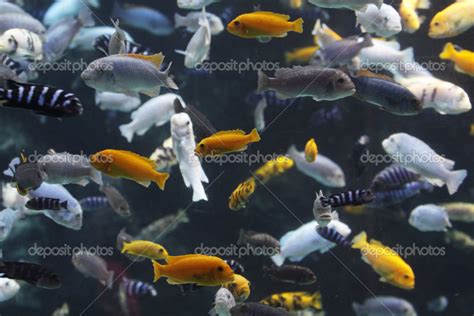 Lake Malawi Cichlids Stock Photo by ©ca2hill 13347751